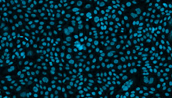 Évolution du rôle des cellules CHO dans le développement de lignées cellulaires