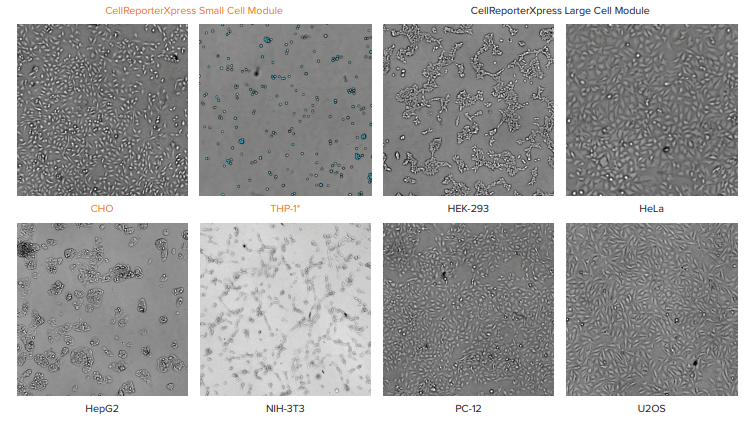 Comparison of different cell types