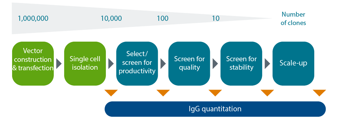Test de quantification des igG