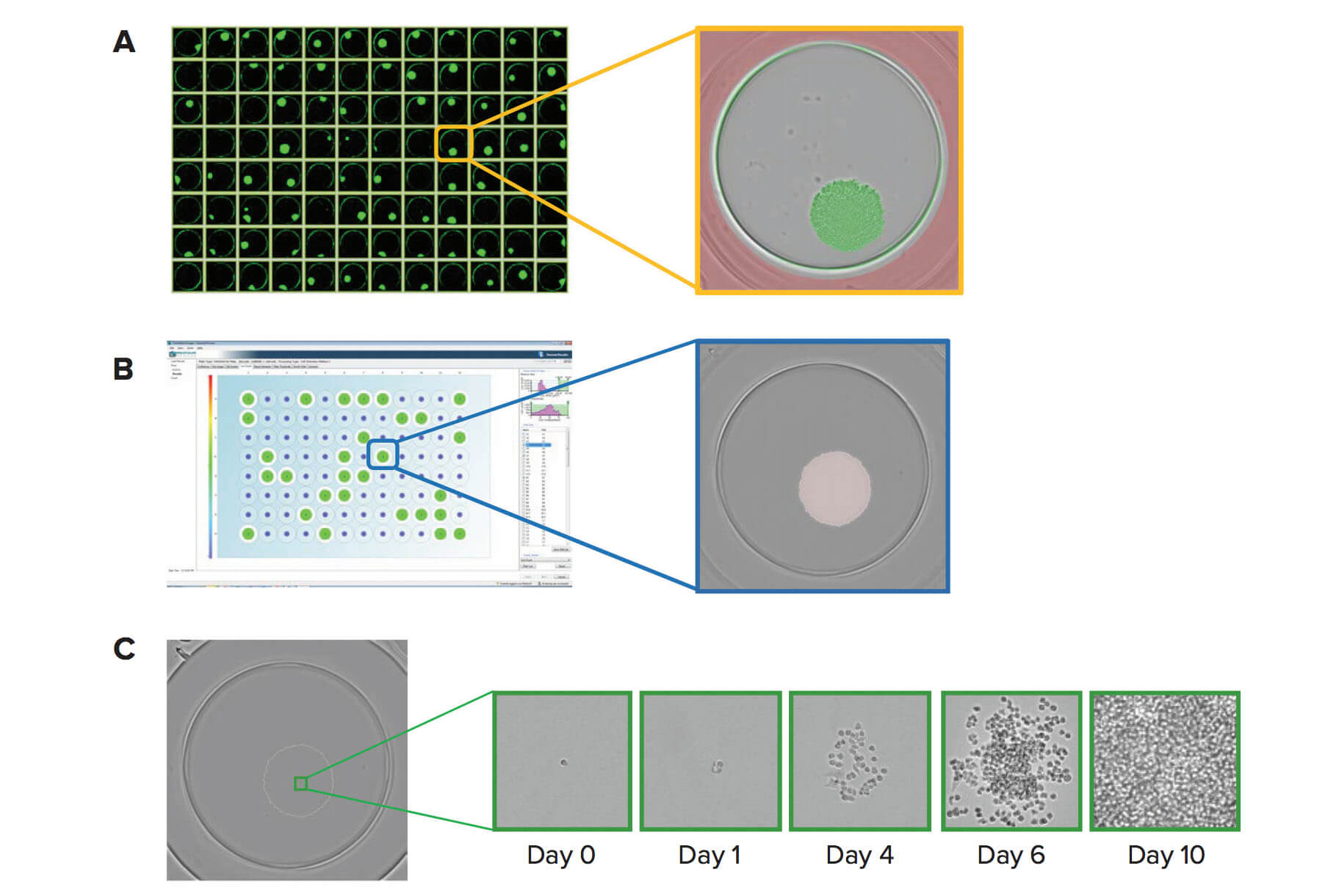 Imagerie de microplaques, caractérisation de clones et génération de rapports
