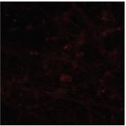 Image d’intensité standard