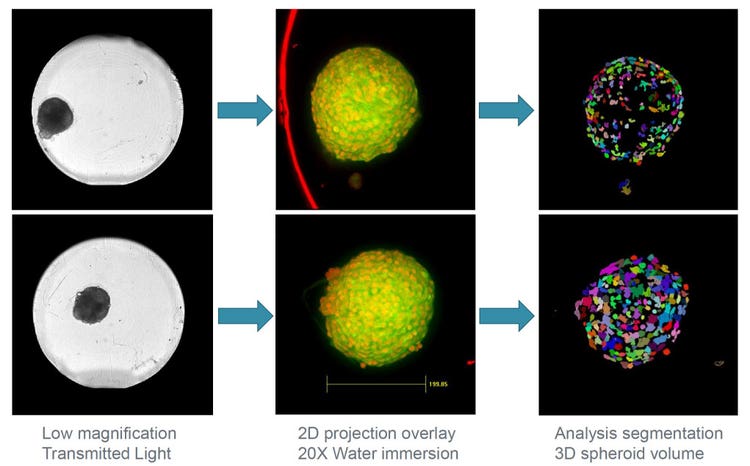 QuickID a été exécuté avec un objectif 10X afin de faire rapidement l’imagerie d’une microplaque entière