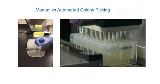 Manual vs Automated Colony Picking